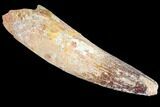 Bargain, Spinosaurus Tooth - Real Dinosaur Tooth #86470-1